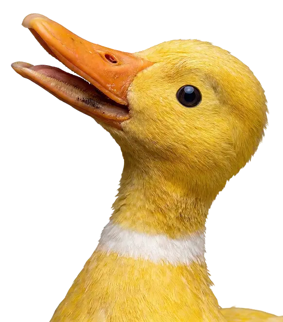 A duck