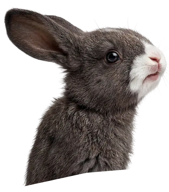 A rabbit